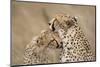 Cheetahs Grooming-Paul Souders-Mounted Photographic Print
