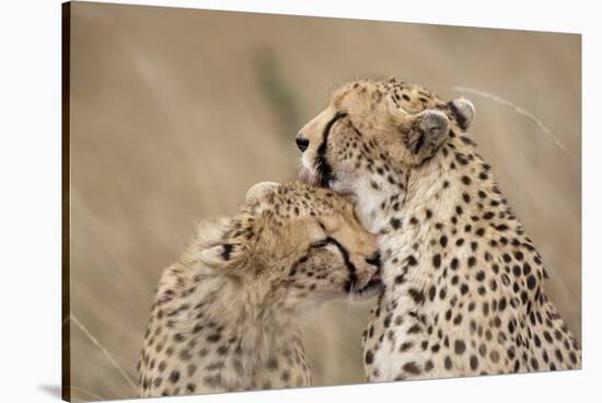 Cheetahs Grooming-Paul Souders-Stretched Canvas