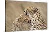 Cheetahs Grooming-Paul Souders-Stretched Canvas