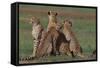 Cheetahs in Grass-DLILLC-Framed Stretched Canvas