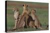 Cheetahs in Grass-DLILLC-Stretched Canvas