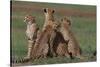 Cheetahs in Grass-DLILLC-Stretched Canvas