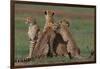 Cheetahs in Grass-DLILLC-Framed Photographic Print