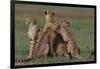 Cheetahs in Grass-DLILLC-Framed Photographic Print