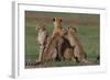 Cheetahs in Grass-DLILLC-Framed Photographic Print