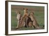 Cheetahs in Grass-DLILLC-Framed Photographic Print