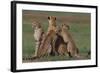 Cheetahs in Grass-DLILLC-Framed Photographic Print