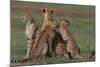 Cheetahs in Grass-DLILLC-Mounted Photographic Print