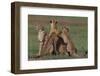 Cheetahs in Grass-DLILLC-Framed Photographic Print