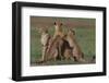 Cheetahs in Grass-DLILLC-Framed Photographic Print