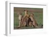 Cheetahs in Grass-DLILLC-Framed Photographic Print