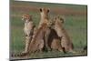 Cheetahs in Grass-DLILLC-Mounted Photographic Print