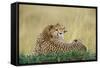 Cheetahs in Kenya-W. Perry Conway-Framed Stretched Canvas