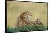 Cheetahs in Kenya-W. Perry Conway-Framed Stretched Canvas
