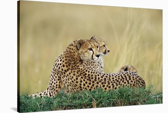Cheetahs in Kenya-W. Perry Conway-Stretched Canvas