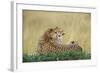 Cheetahs in Kenya-W. Perry Conway-Framed Photographic Print