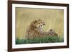 Cheetahs in Kenya-W. Perry Conway-Framed Photographic Print