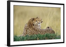 Cheetahs in Kenya-W. Perry Conway-Framed Photographic Print