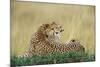 Cheetahs in Kenya-W. Perry Conway-Mounted Photographic Print