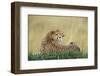 Cheetahs in Kenya-W. Perry Conway-Framed Photographic Print