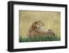 Cheetahs in Kenya-W. Perry Conway-Framed Photographic Print