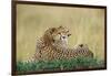 Cheetahs in Kenya-W. Perry Conway-Framed Photographic Print