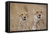 Cheetahs in Tall Grass-Paul Souders-Framed Stretched Canvas