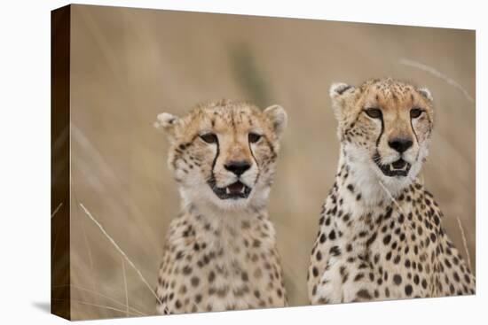 Cheetahs in Tall Grass-Paul Souders-Stretched Canvas