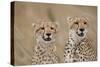 Cheetahs in Tall Grass-Paul Souders-Stretched Canvas