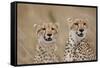 Cheetahs in Tall Grass-Paul Souders-Framed Stretched Canvas