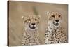 Cheetahs in Tall Grass-Paul Souders-Stretched Canvas