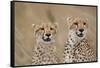 Cheetahs in Tall Grass-Paul Souders-Framed Stretched Canvas