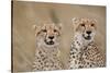 Cheetahs in Tall Grass-Paul Souders-Stretched Canvas