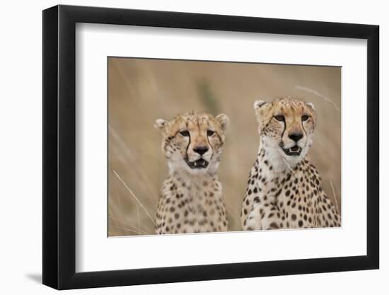 Cheetahs in Tall Grass-Paul Souders-Framed Photographic Print