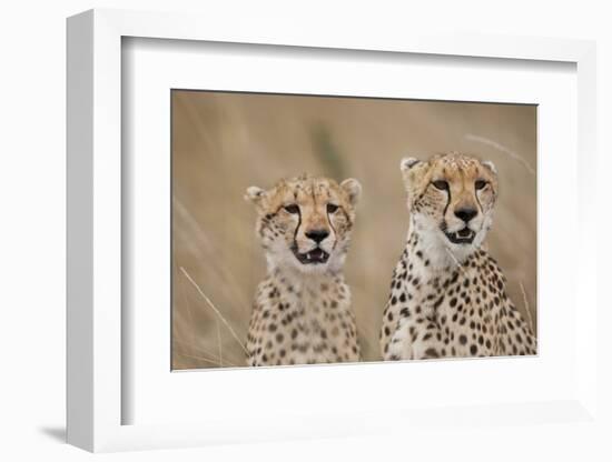 Cheetahs in Tall Grass-Paul Souders-Framed Photographic Print