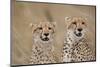 Cheetahs in Tall Grass-Paul Souders-Mounted Photographic Print