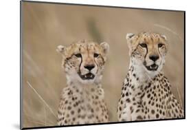 Cheetahs in Tall Grass-Paul Souders-Mounted Photographic Print