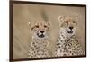 Cheetahs in Tall Grass-Paul Souders-Framed Photographic Print