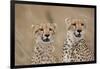 Cheetahs in Tall Grass-Paul Souders-Framed Photographic Print