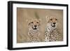 Cheetahs in Tall Grass-Paul Souders-Framed Photographic Print