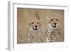 Cheetahs in Tall Grass-Paul Souders-Framed Photographic Print