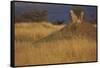 Cheetahs Keeping Watch-DLILLC-Framed Stretched Canvas