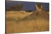 Cheetahs Keeping Watch-DLILLC-Stretched Canvas