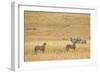 Cheetahs, Masai Mara, Kenya, Africa-Adam Jones-Framed Photographic Print