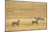 Cheetahs, Masai Mara, Kenya, Africa-Adam Jones-Mounted Photographic Print