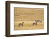 Cheetahs, Masai Mara, Kenya, Africa-Adam Jones-Framed Photographic Print