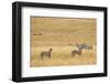 Cheetahs, Masai Mara, Kenya, Africa-Adam Jones-Framed Photographic Print