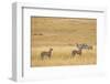 Cheetahs, Masai Mara, Kenya, Africa-Adam Jones-Framed Photographic Print