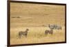 Cheetahs, Masai Mara, Kenya, Africa-Adam Jones-Framed Photographic Print