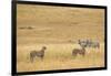 Cheetahs, Masai Mara, Kenya, Africa-Adam Jones-Framed Photographic Print